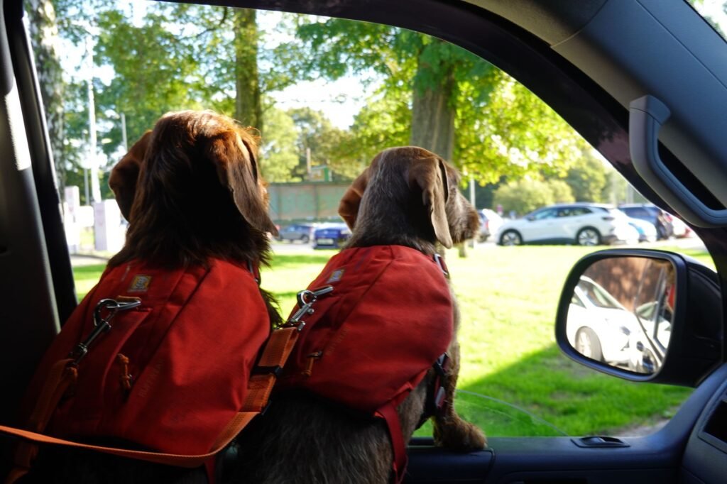 Car Cleaning Hacks for Dog Hair, Smells and Crumbs