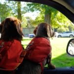 Car Cleaning Hacks for Dog Hair, Smells and Crumbs