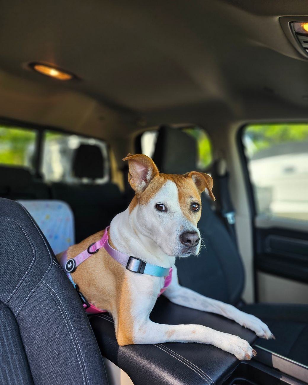 A dog wearing a harness in the back seat