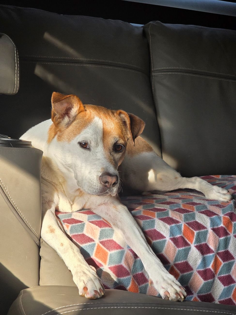 A dog riding on a blanket in the car