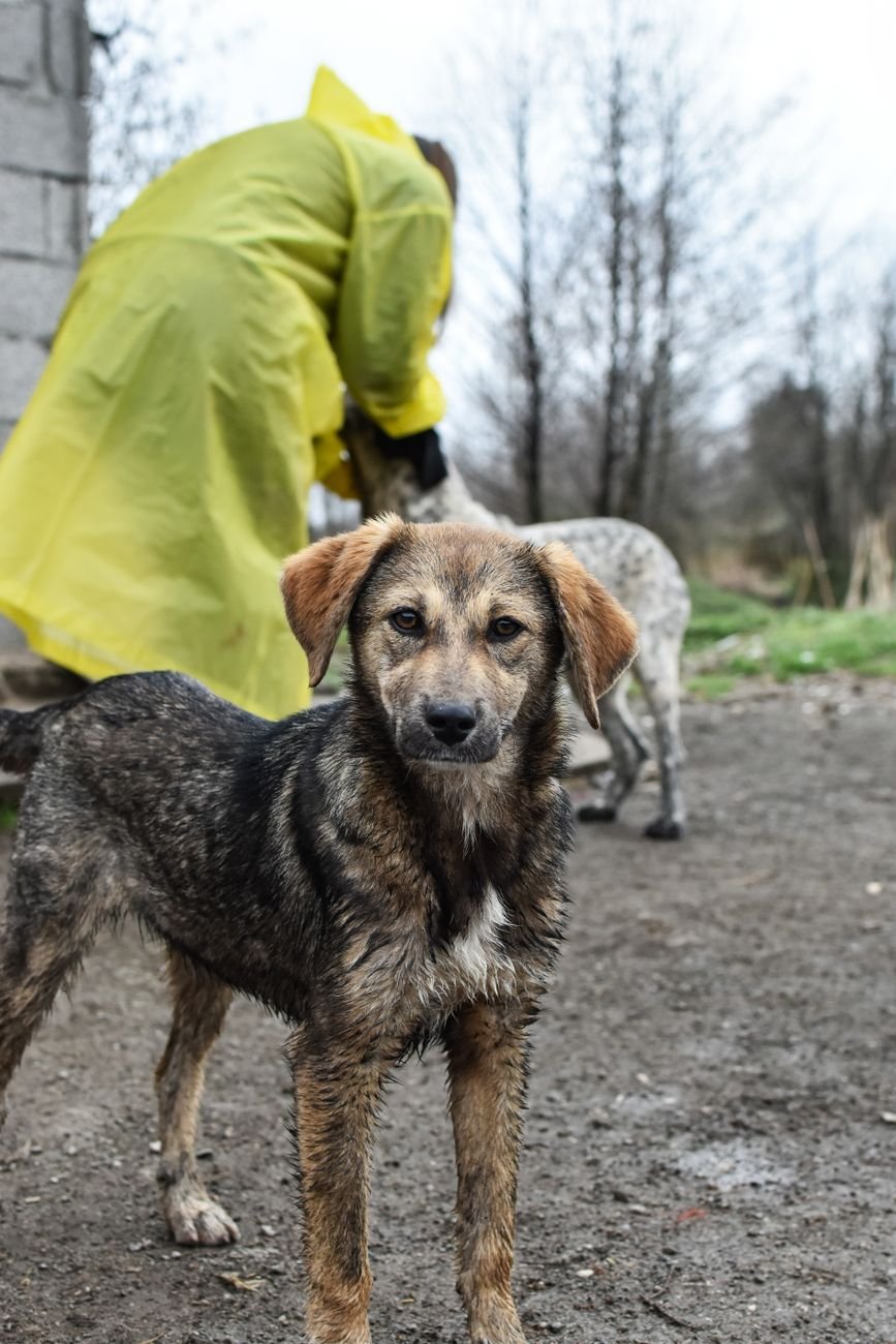 A wet muddy dog after a walk outdoors