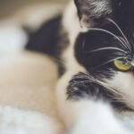 Cat Behavior Explained: What Your Cat Is Telling You