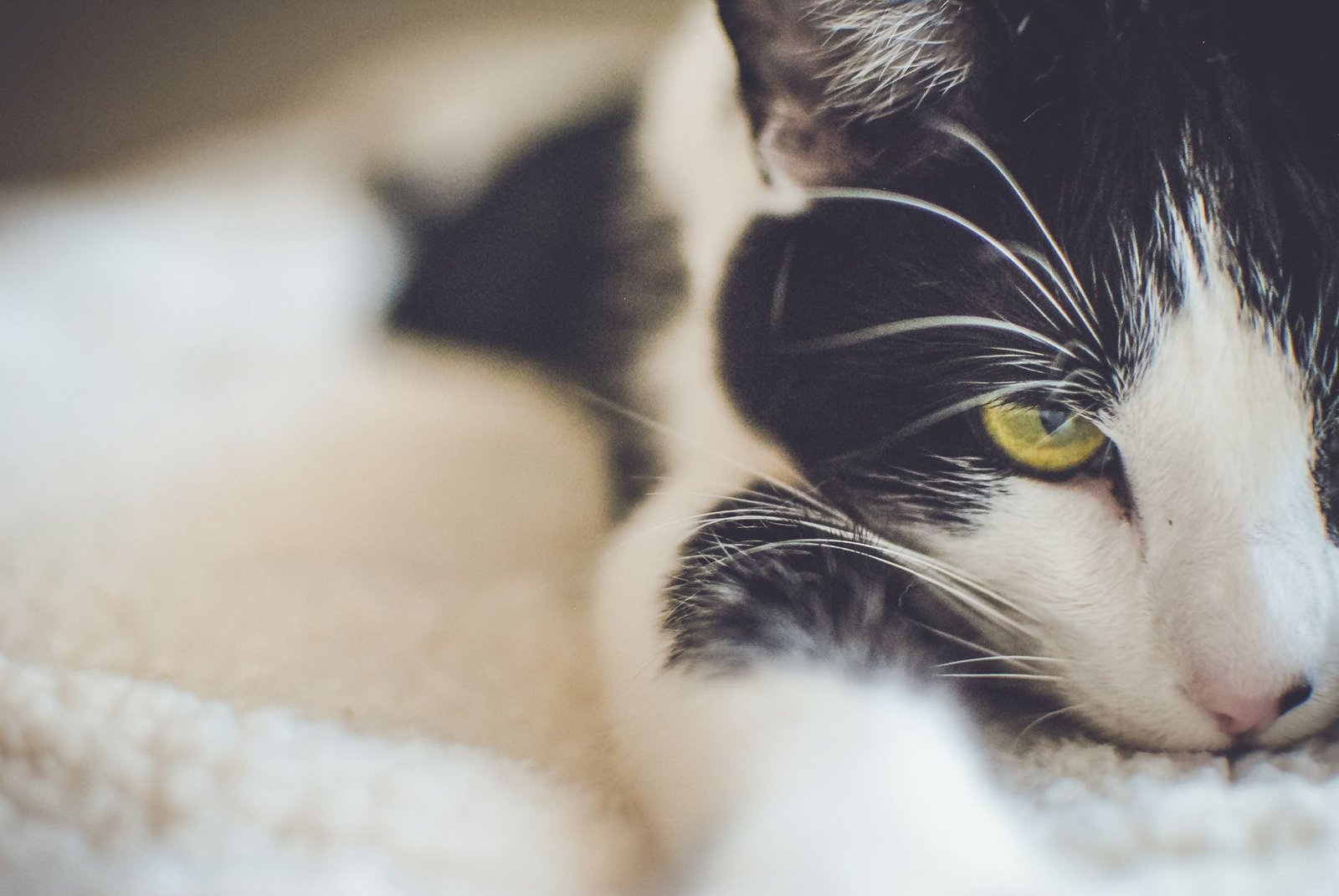 A relaxed cat looking at the camera with half-closed eyes