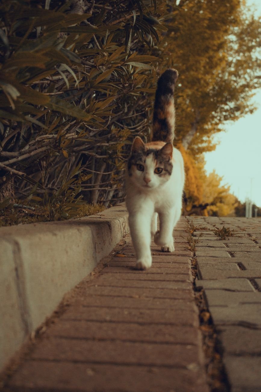 A cat walking with its tail held straight up