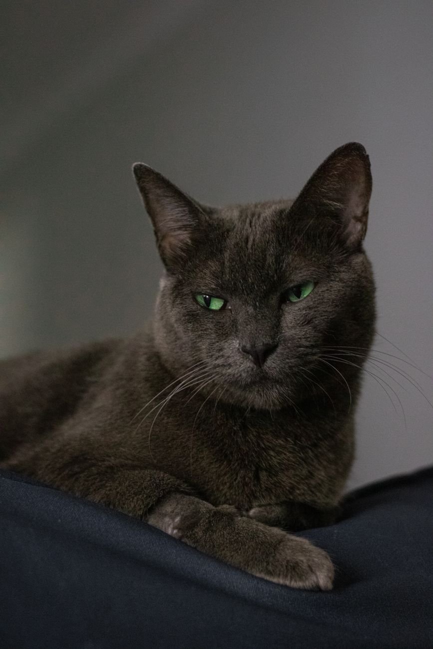A cat with slow-blinking, sleepy eyes