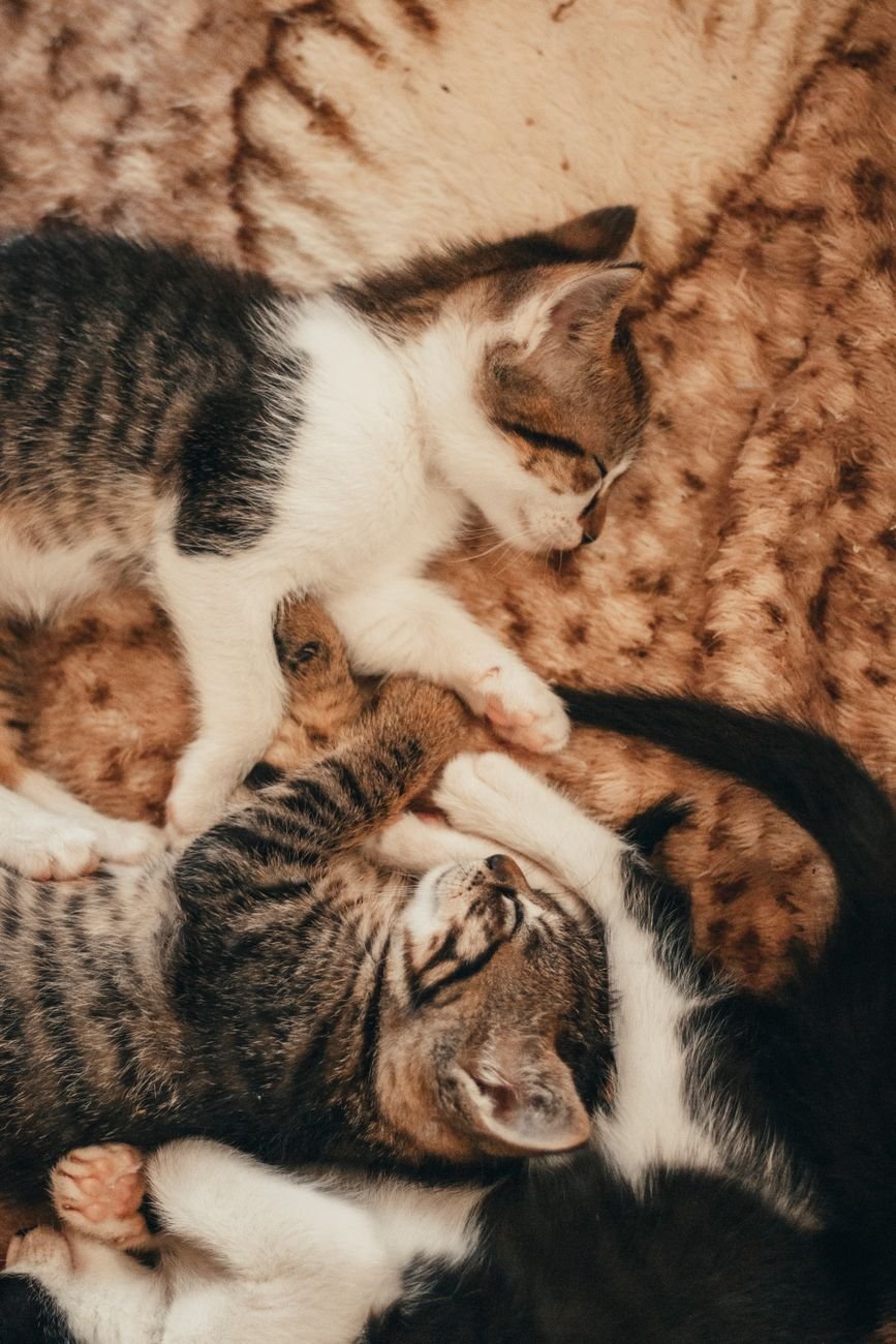 A cat lying on its back showing its belly