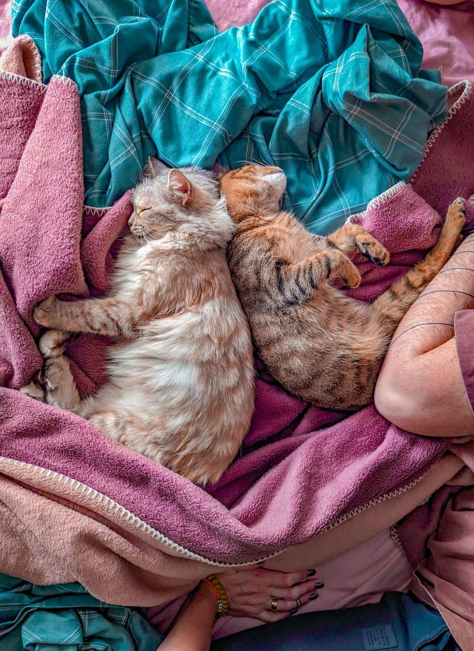 A cat kneading a soft blanket