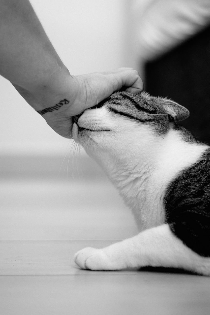 A cat rubbing its head against a person's hand