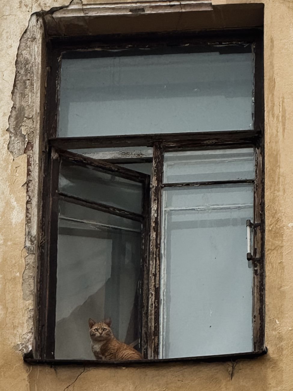 A cat watching birds through a window