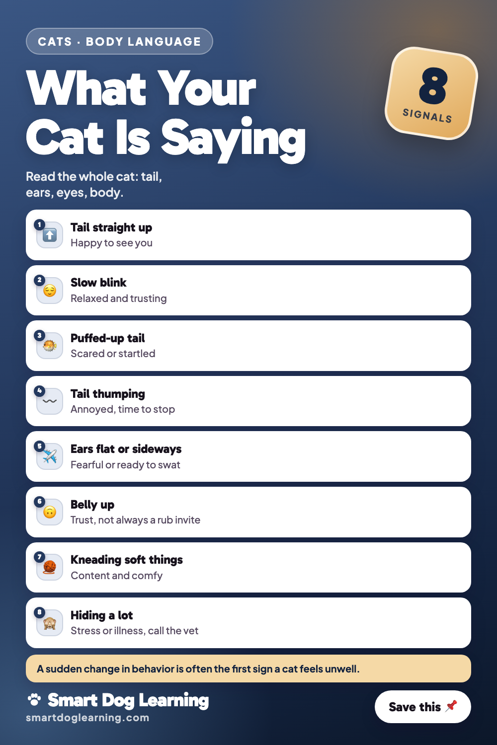 Cat Behavior Explained: What Your Cat Is Telling You