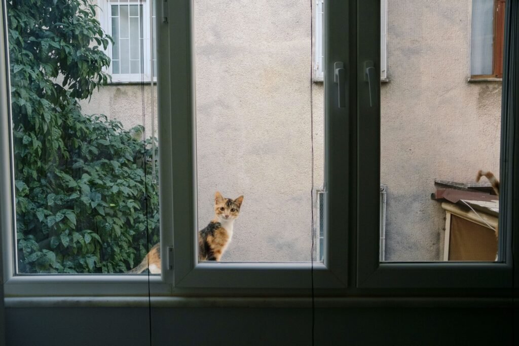 Cat Enrichment Ideas for Indoor Cats