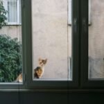 Cat Enrichment Ideas for Indoor Cats