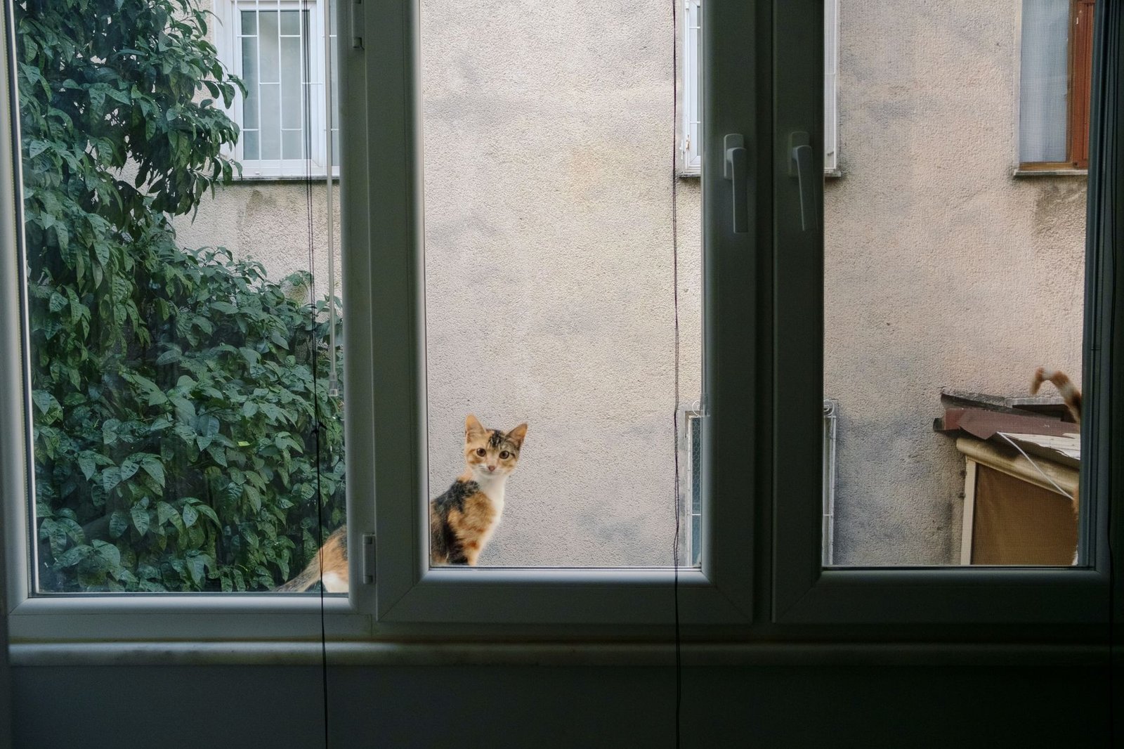 An indoor cat sitting on a window sill looking outside