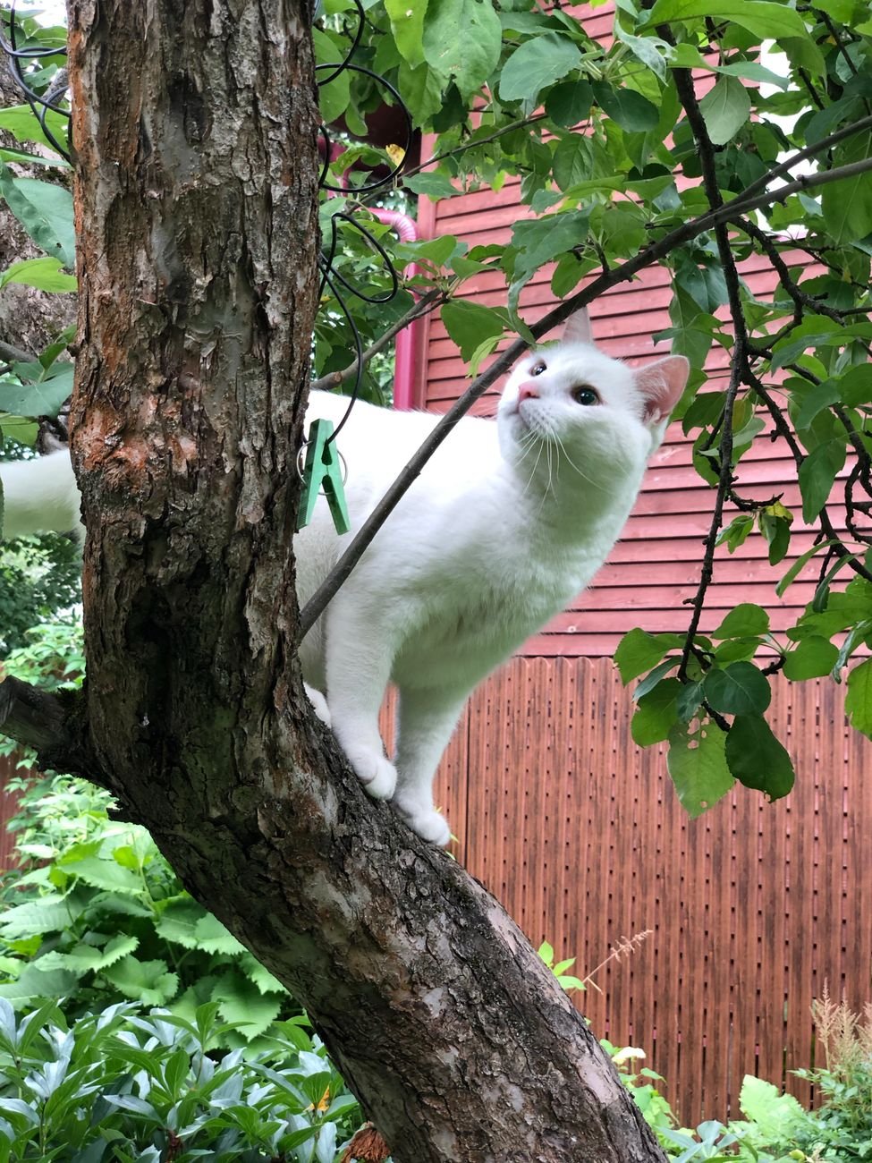 A cat resting high up on a cat tree