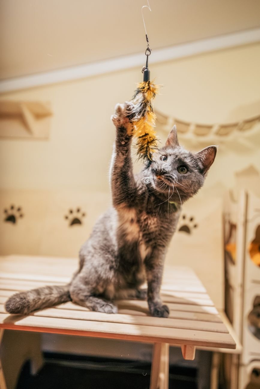 A cat leaping at a feather wand toy