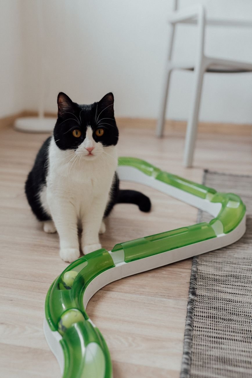 A cat playing with an interactive track toy