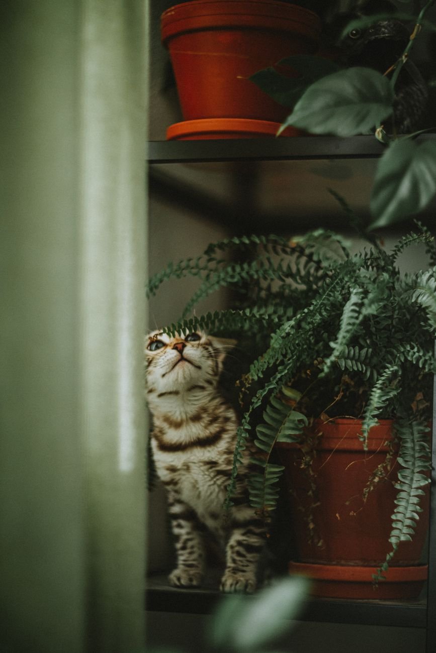 A cat exploring a shelf of indoor plants