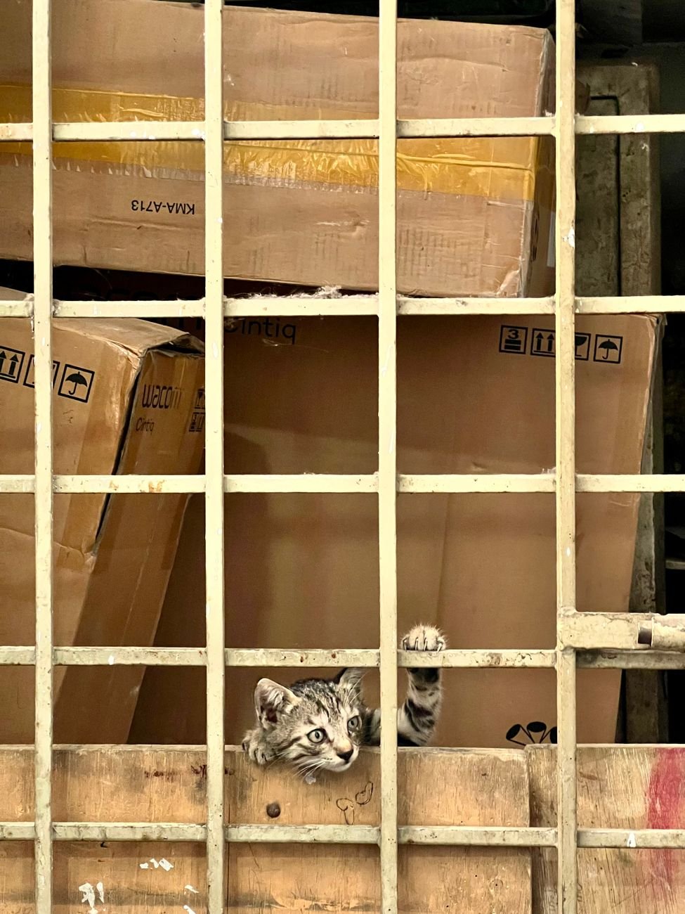 A cat peeking out of a cardboard box