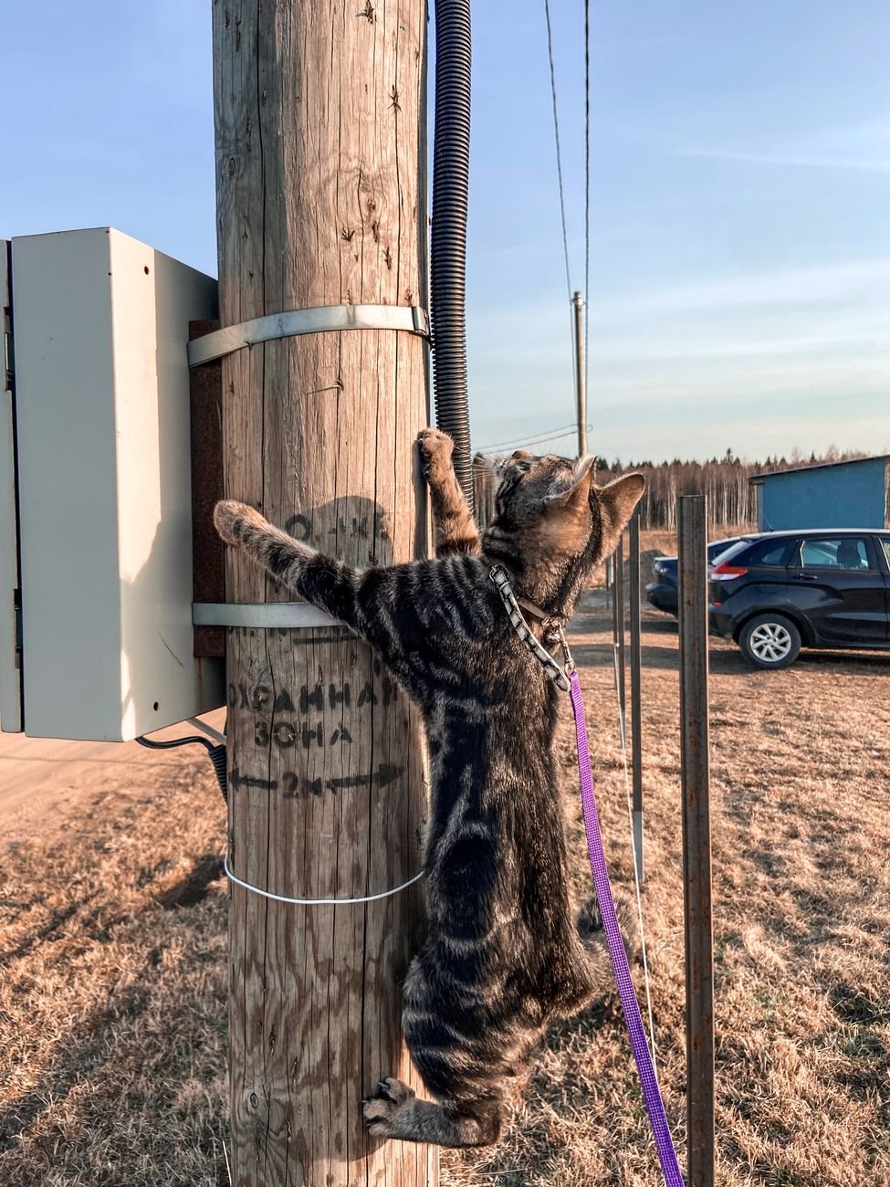 A cat wearing a harness exploring a garden