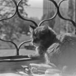 Cat Hacks Every Cat Owner Should Know