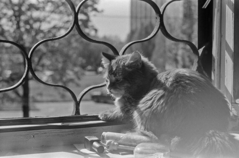 Cat Hacks Every Cat Owner Should Know