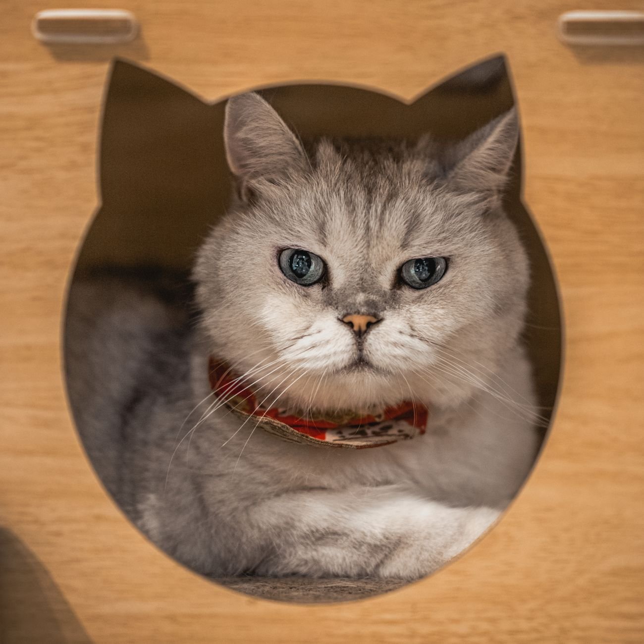 A cat sitting inside a cardboard box