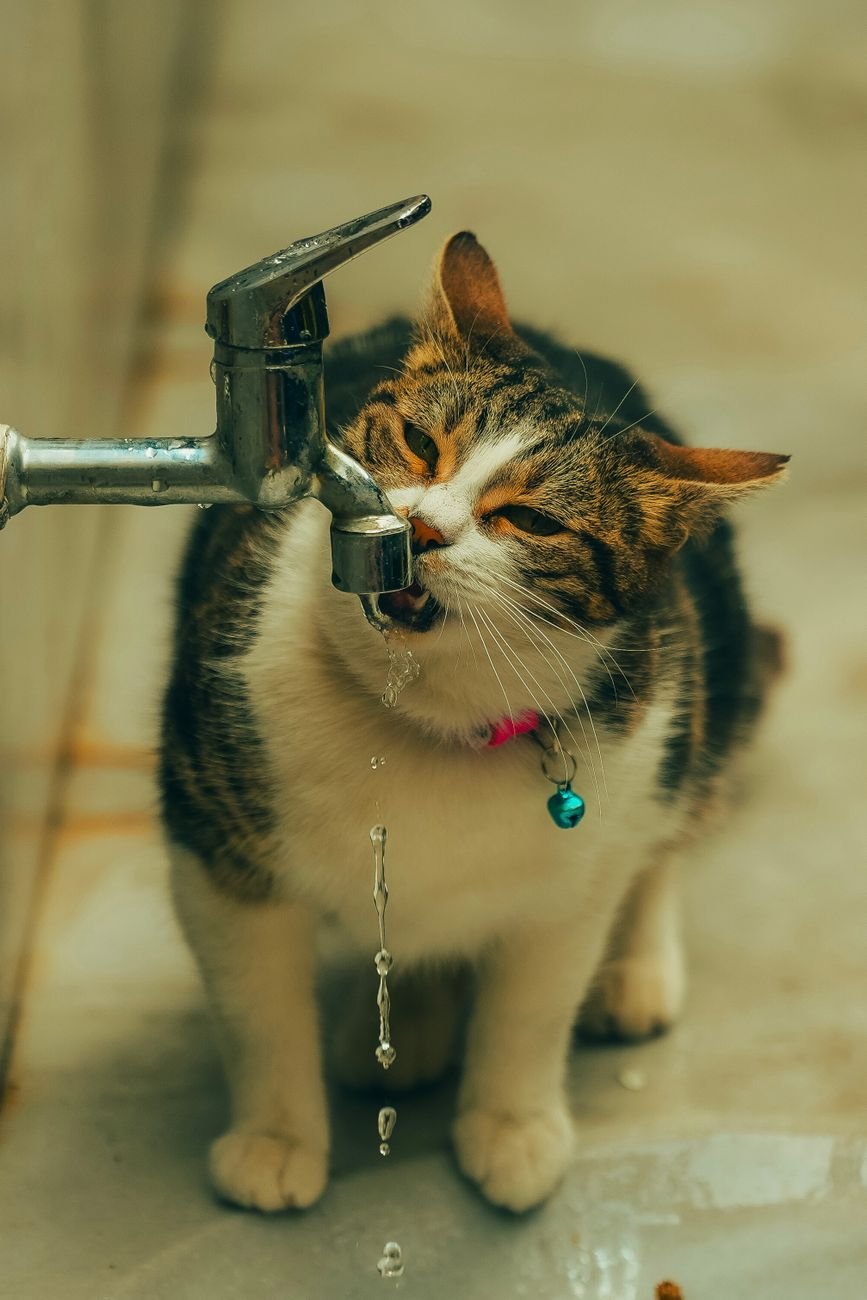 A cat drinking water from a bowl