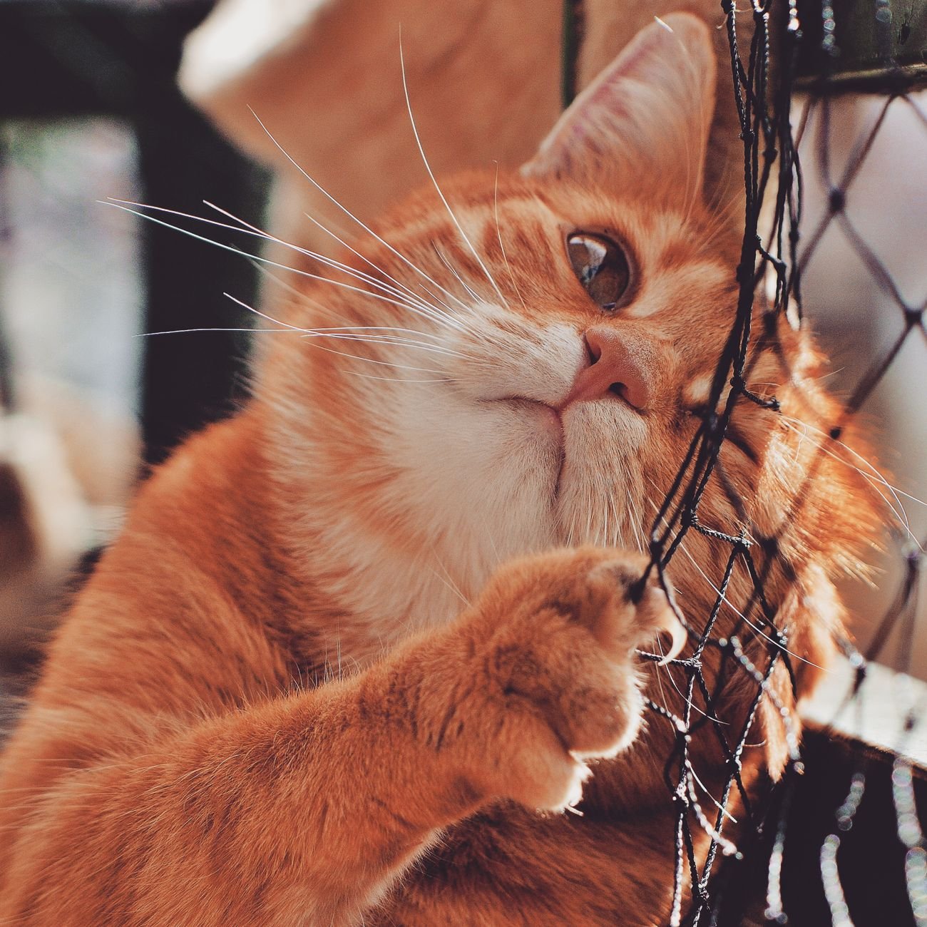A cat scratching a scratching post