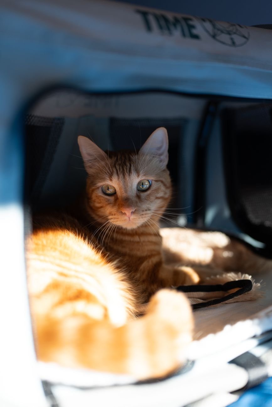 A cat resting next to a pet carrier
