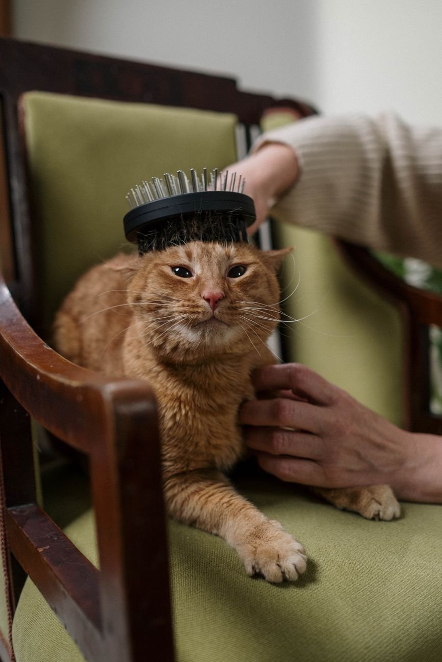 A cat being brushed by its owner