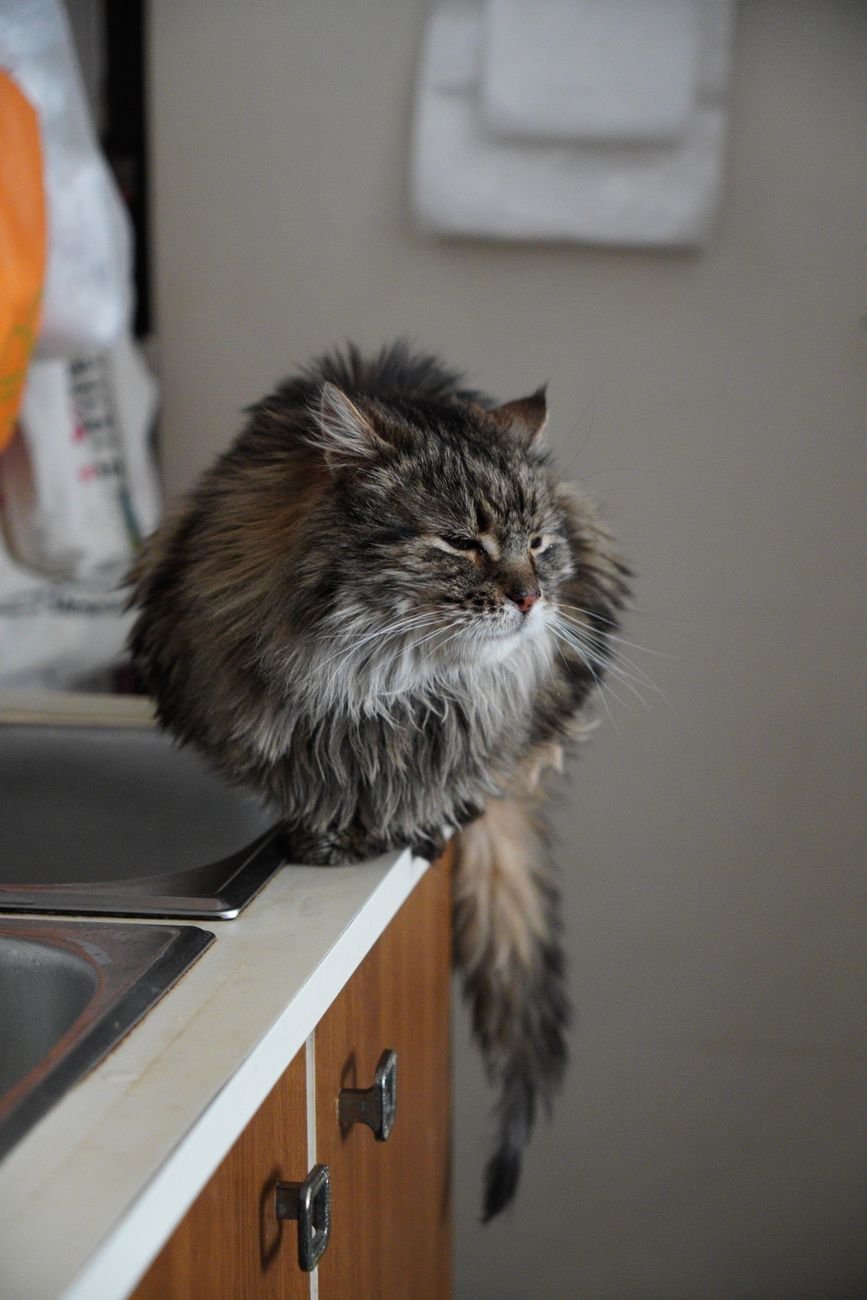 A curious cat sitting on a kitchen counter