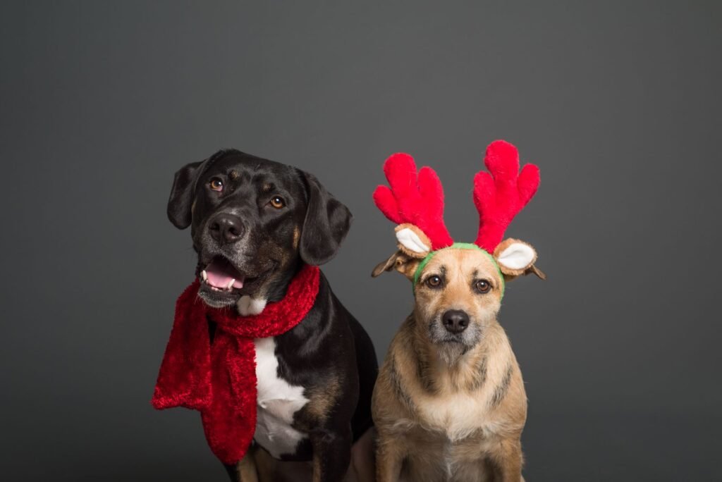 Christmas Dog Treats: 8 Festive Recipes