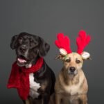Christmas Dog Treats: 8 Festive Recipes