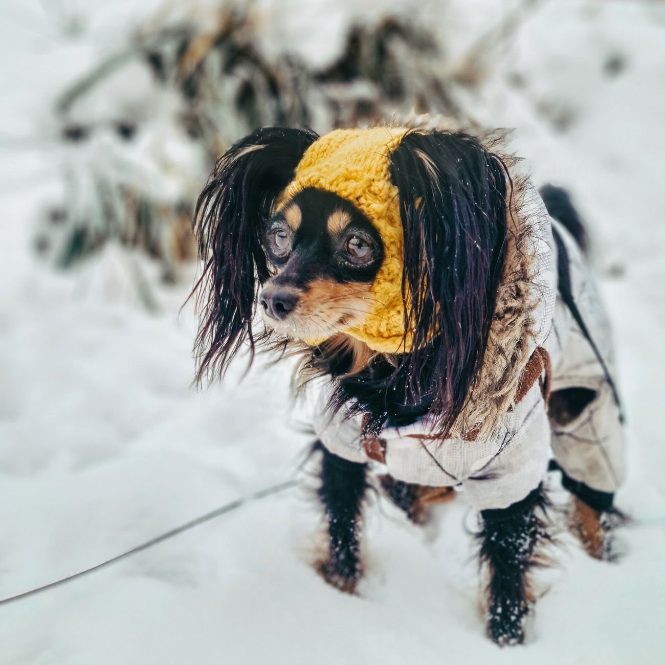A dog in a Santa hat waiting for a treat