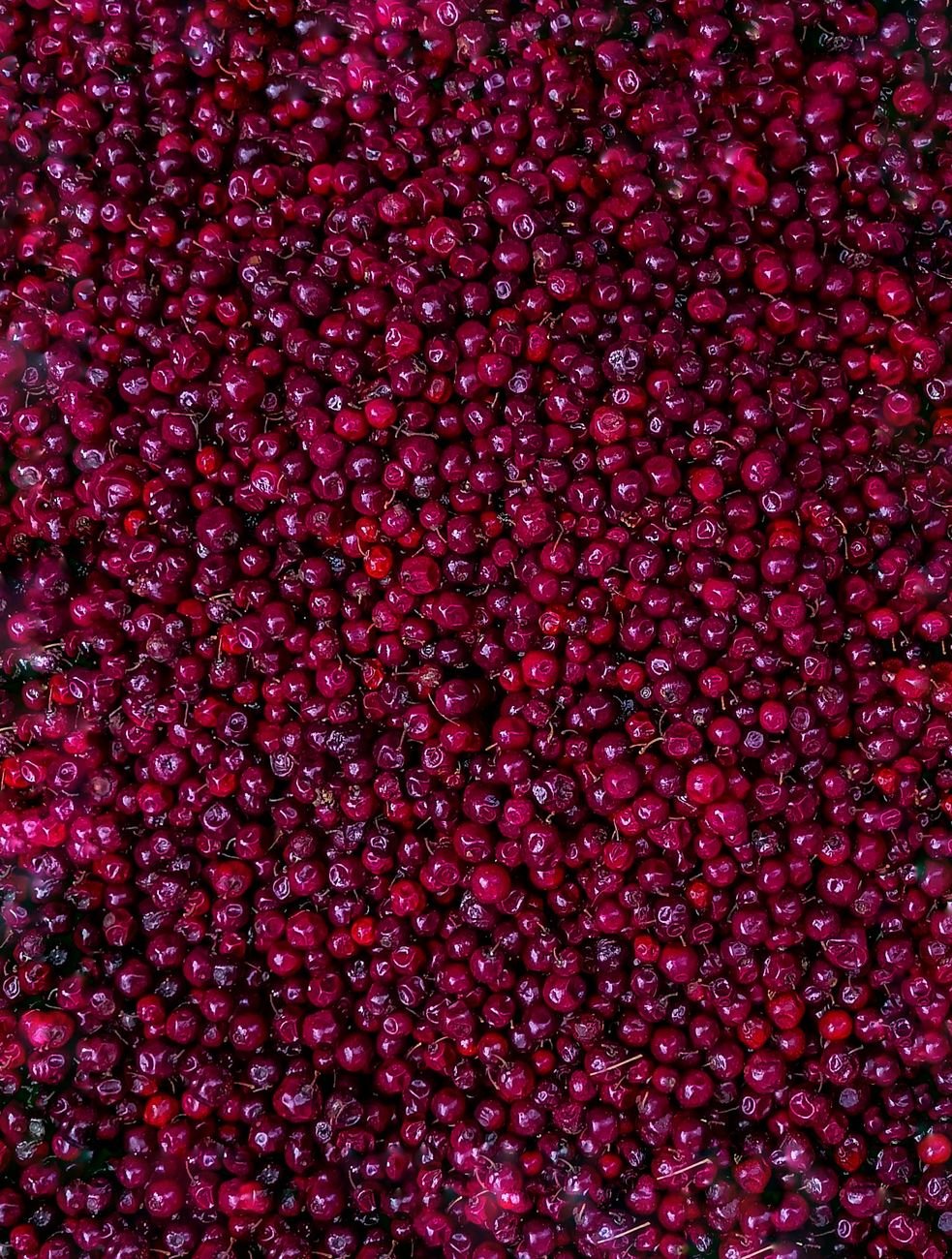 A bowl of fresh red cranberries