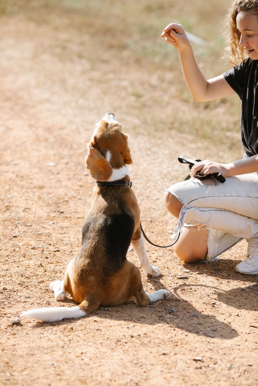 A dog sitting politely for a treat