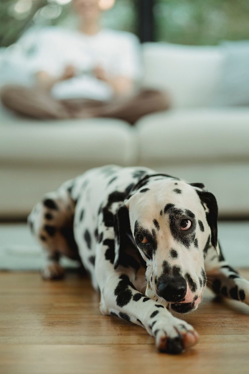 A dog lying on a clean floor next to its bed