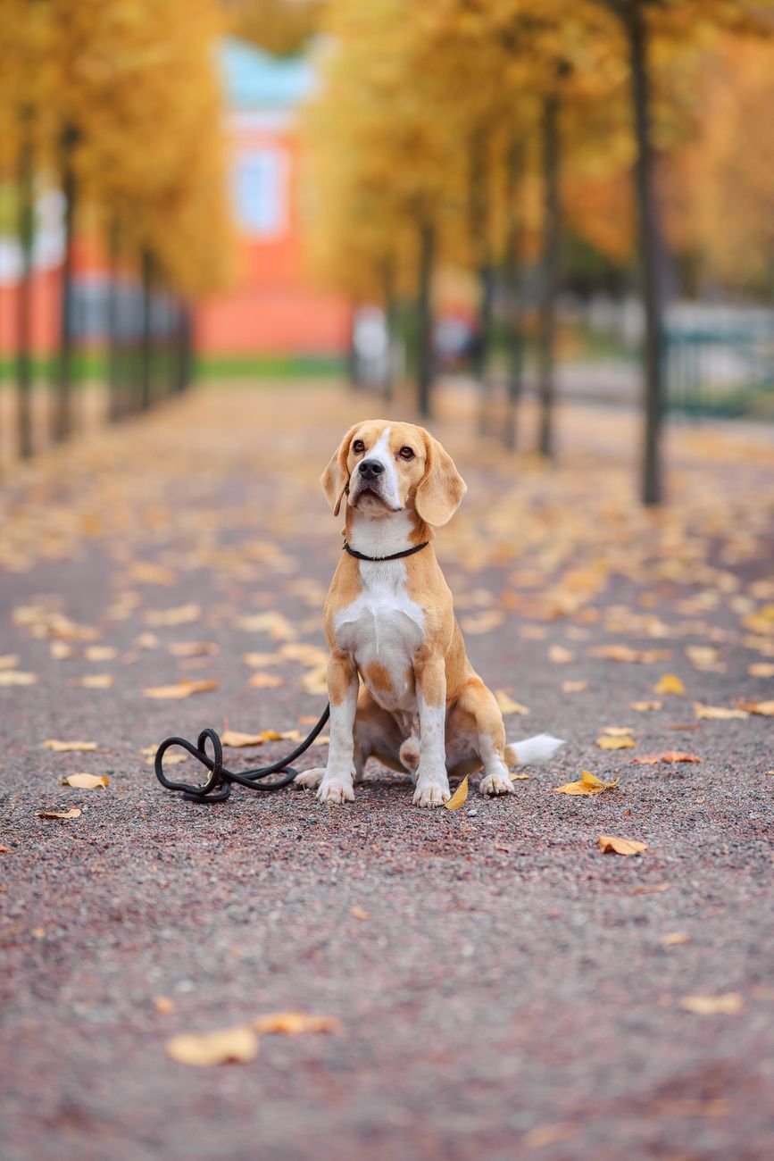 A dog waiting by the front door with a leash