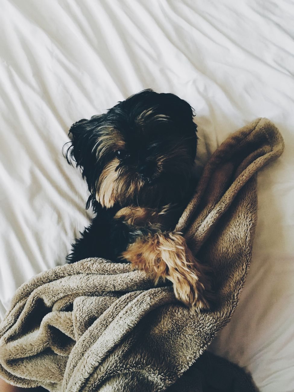A muddy dog having its paws wiped with a towel
