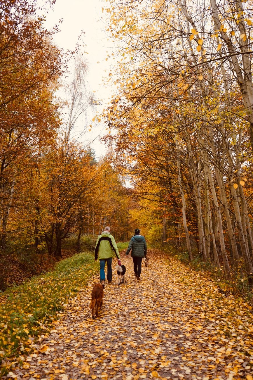 A dog walking on a leash outside in the fall