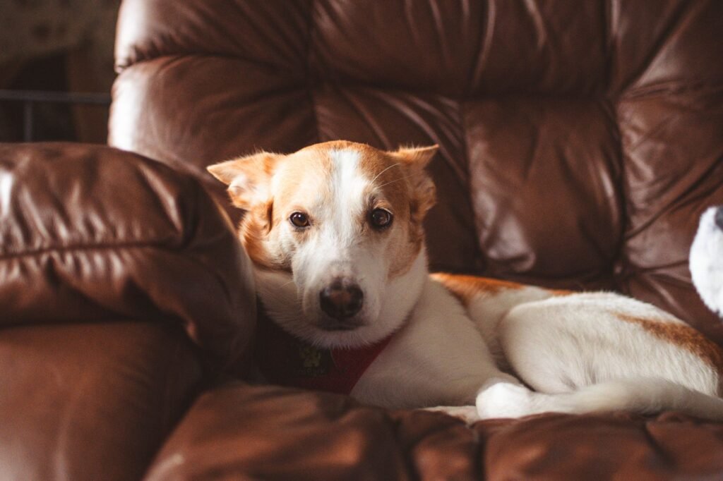 Couch Cleaning Hacks for Pet Owners