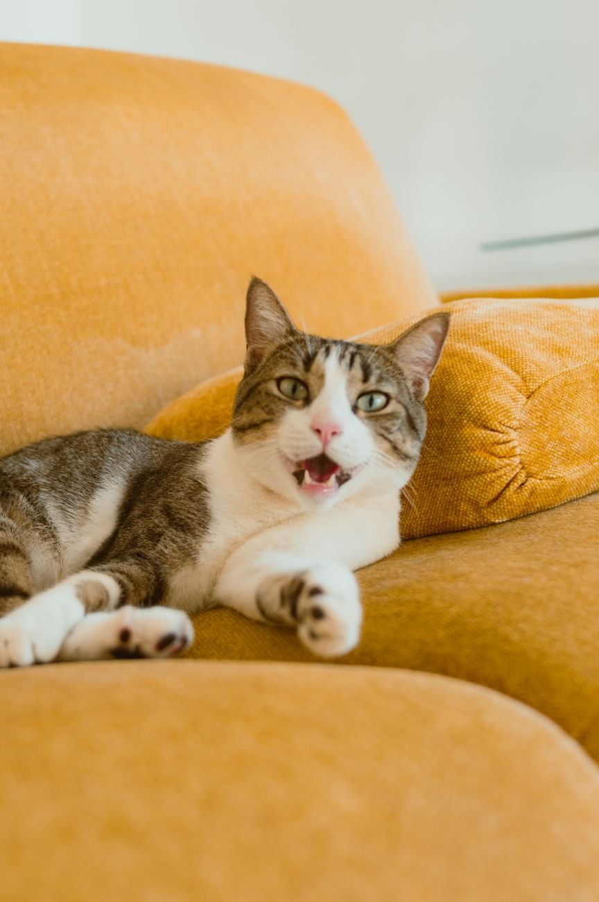 A cat sleeping on a sofa cushion