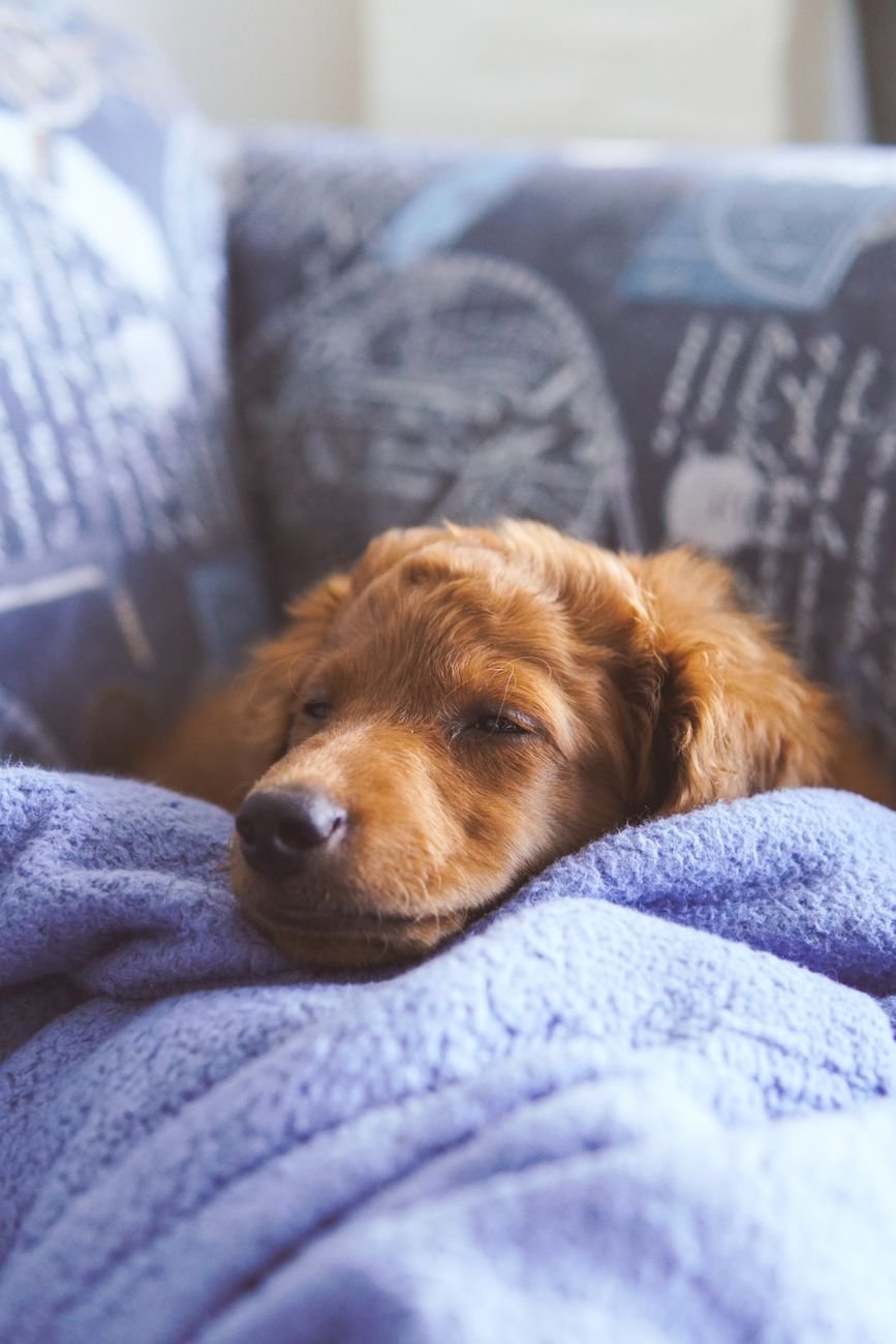 A puppy cuddled up on a blanket on the couch