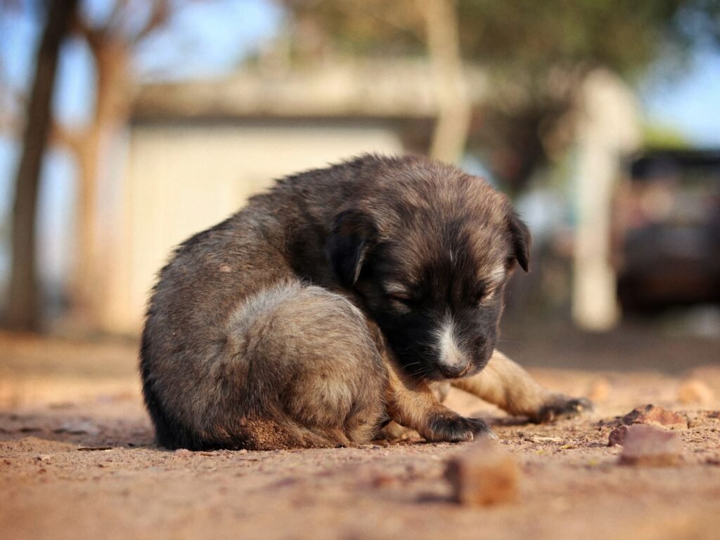 Cute Dog Names for Every Personality