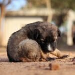 Cute Dog Names for Every Personality