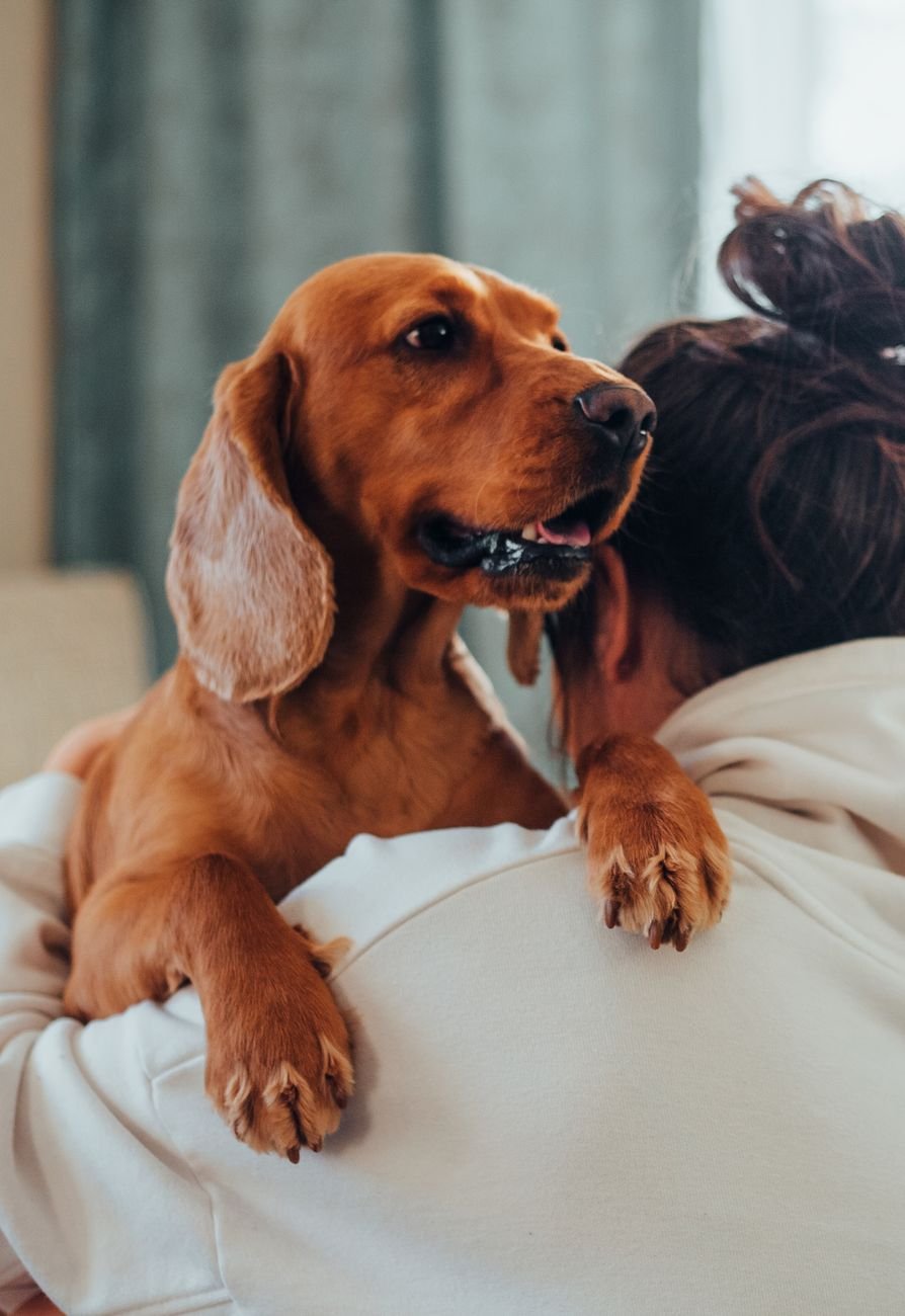 A dog snuggled up on a person's lap