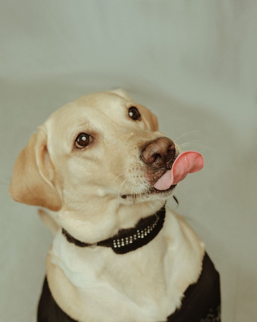 A goofy dog with its tongue hanging out