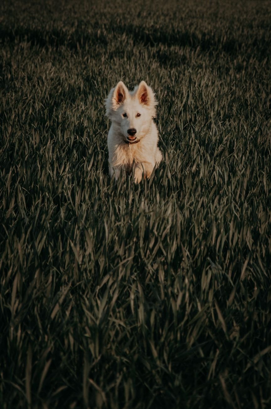 A dog running fast across a field