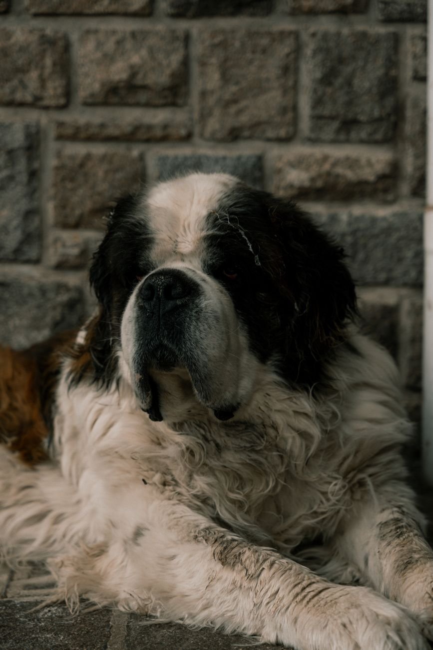A giant breed dog lying calmly on the floor
