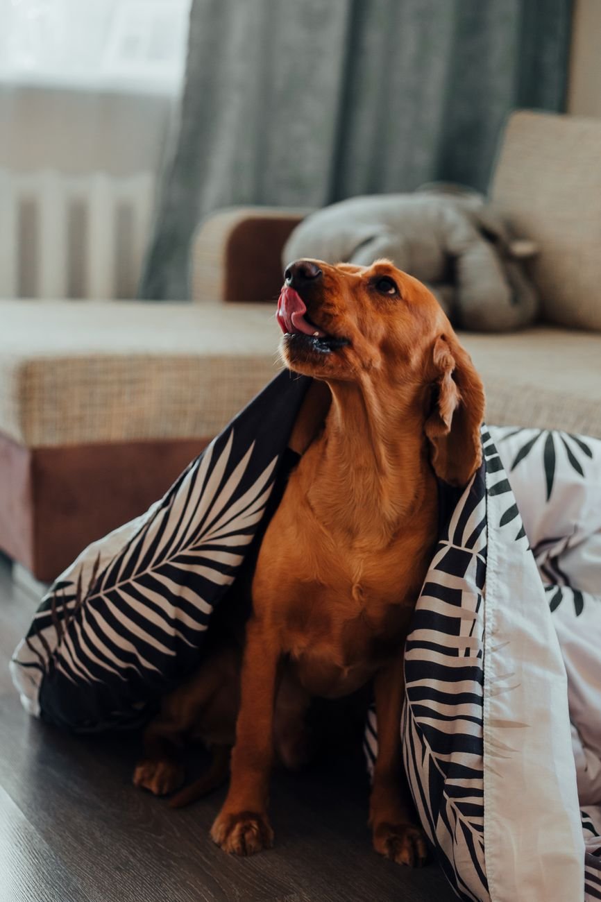 A shy dog peeking out from under a blanket